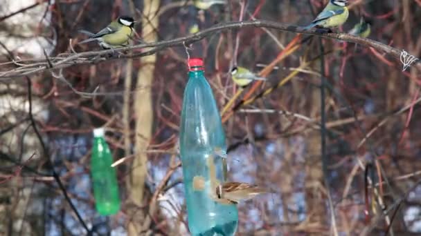 Vogelhuis/waterbak tak hangen in de winter en tieten eten — Stockvideo