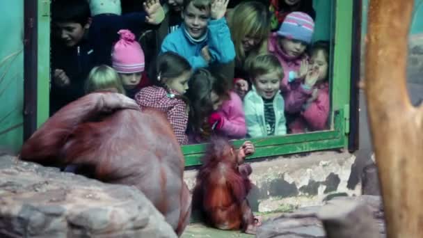 Gyermekek nézni a női orangután a baba ülni előtt a vívó üveg a moszkvai állatkert — Stock videók