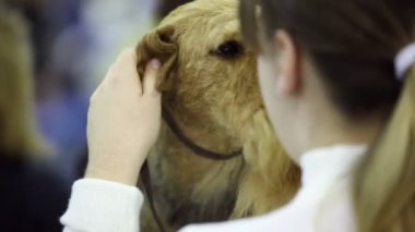 Onu İrlandalı korkunç doğurmak köpek kulak kız masaj