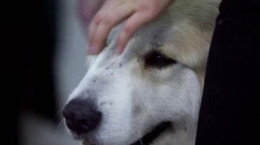 onun sahibi el ile Slovakça chuvach doğurmak köpek başkanı