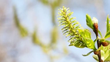 çiçek açması bahar willow bud rüzgarda sallanan dallar