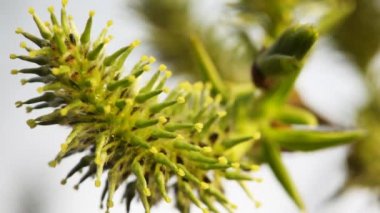rüzgarda sallanan dallar çiçek açması willow bud
