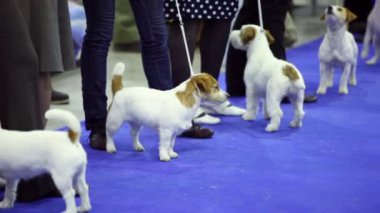 parson russell terrier doğurmak birkaç köpek tasmalar yarışmasında üzerinde durmak.