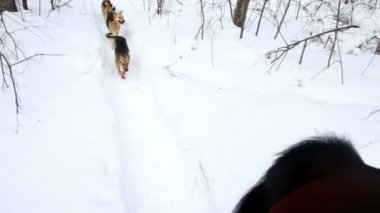 üç köpek at kış gününde çalıştırın.