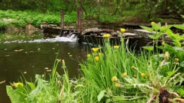 Dandelions arka plan küçük şelale, yeşil çimenlerin üzerinde