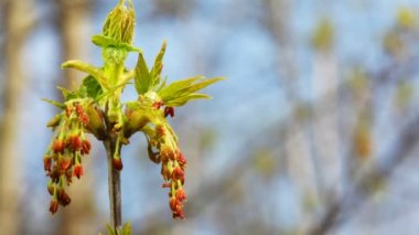 Park ağaç tepesinde önümüzdeki bloom
