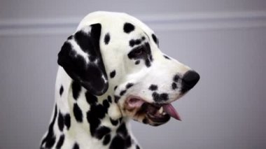 köpek Dalmaçyalı doğurmak açık ağız ve göstermek dil, o zaman koymak o sırt
