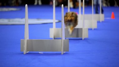 küçük köpek doğurmak shelti çalıştırın ve çeviklik rekabet üzerinde engellerin üzerinden atlama