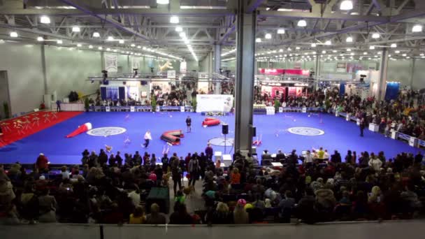 Crowd watch dog agility in large exhibition hangar — Stock Video