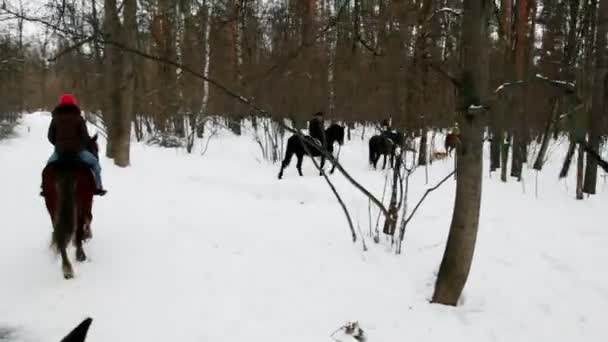 Several people ride horseback in forest — Stock Video