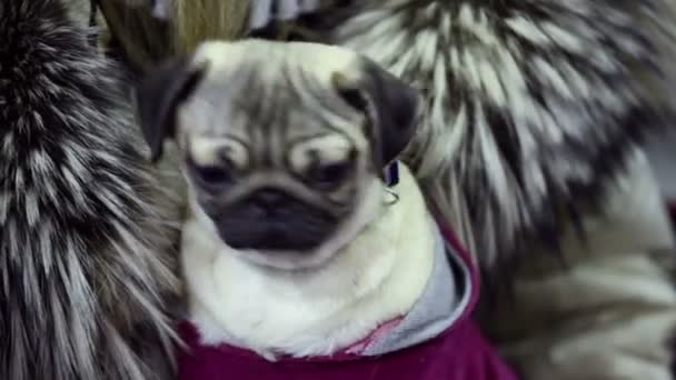 Petit Chien De Race Carlin Bouge Sa Tête Et Un Coup Doeil