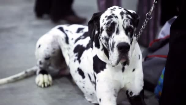 Dog of dalmatian breed sit on chain near his owner — Stock Video