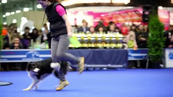 Perro de frontera collie crianza va a través de piernas de su propietario y correr a coger frisbee — Vídeos de Stock