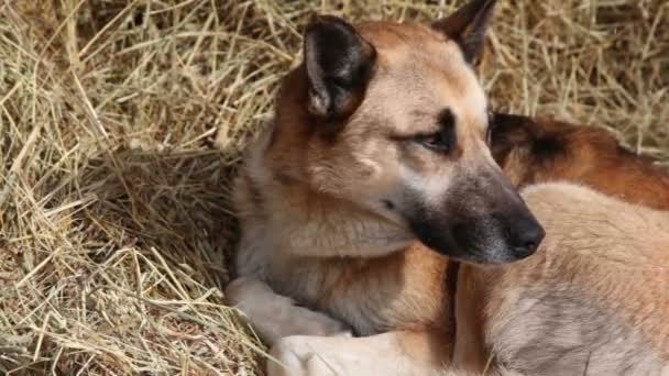 Shepherd yace en el heno — Vídeo de stock