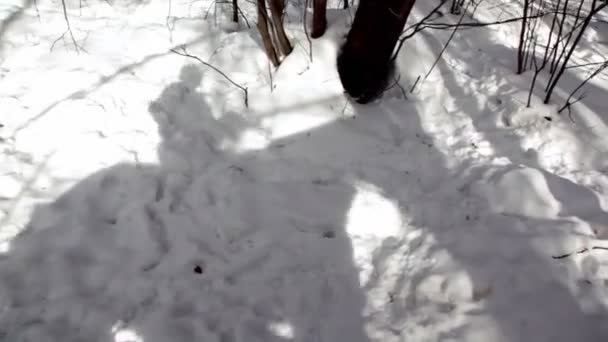 L'ombra del cavaliere si muove sulla neve — Video Stock