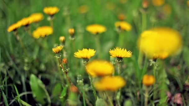 Dandelions on green grass lawn, focus on flower at foreground — Stock Video