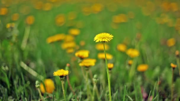 Dientes de león entre la hierba verde, se centran en la flor en primer plano — Vídeos de Stock