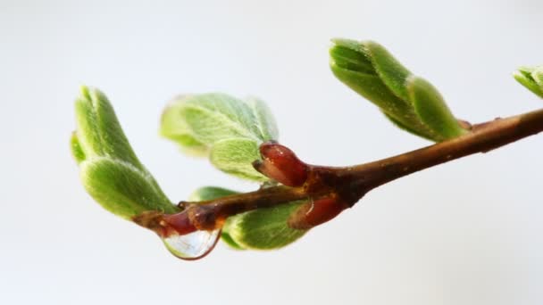 Nouvelles feuilles vertes sur la branche — Video