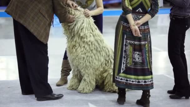 Jurado reloj dientes de perro de bergamasco pastor crianza en concurso — Vídeos de Stock