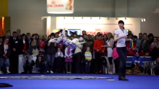 Dog of dalmatian breed jump to catch frisbee and goes through its master legs — Stock Video