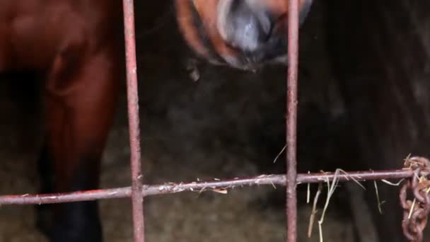Лошадь стоит за решеткой в конюшне — стоковое видео