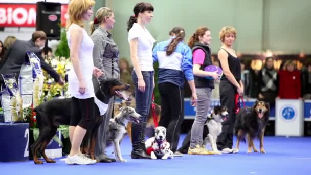 Several women stand with their dogs on leashes at International Dog Show Eurasia 2011 — Stock Video