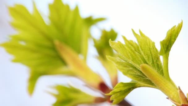 Two branches with young green leaves, focusing on front of them — Stock Video