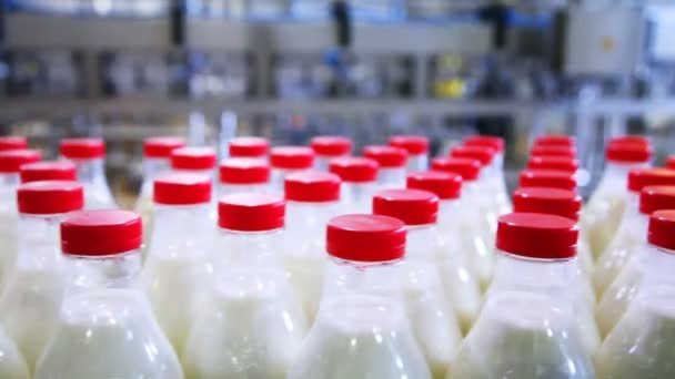 Rows of plastic bottles with milk at factory move and stop — Stock Video