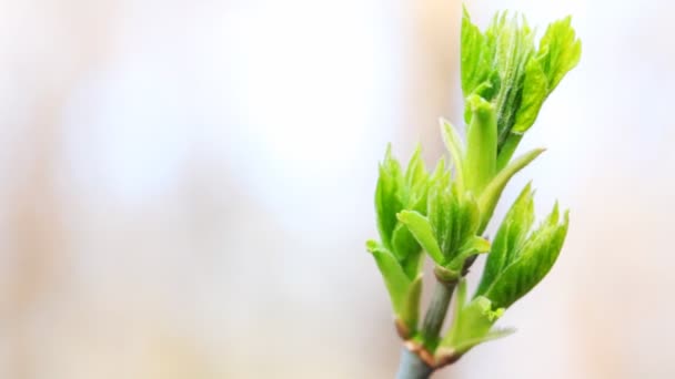 Levelek kezdenek virágzik a fa ága, tavasszal — Stock videók