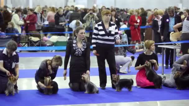 Tłum i kobiety z psami rasy yorkshire Terrier w Międzynarodowa wystawa psów Pokaż Eurazji 2011 — Wideo stockowe