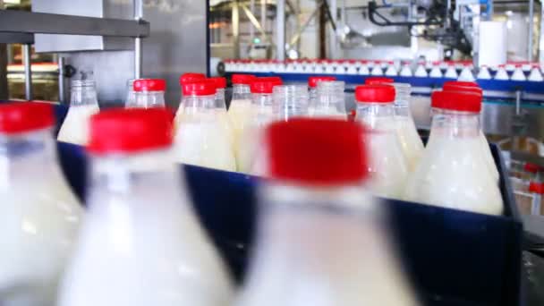 Automaticky zahozeny láhve s mlékem na dopravník v továrně — Stock video