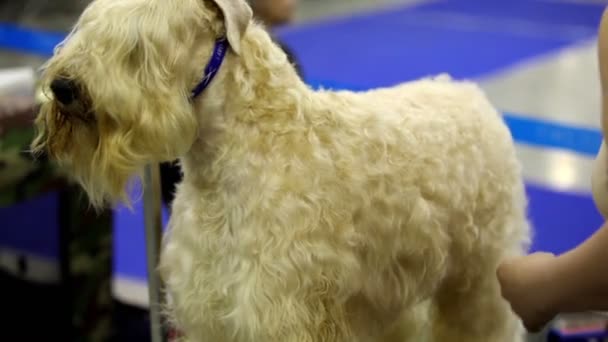 Woman comb hair to prepare dog of Irish Soft Coated Wheaten Terrier breed before show — Stock Video