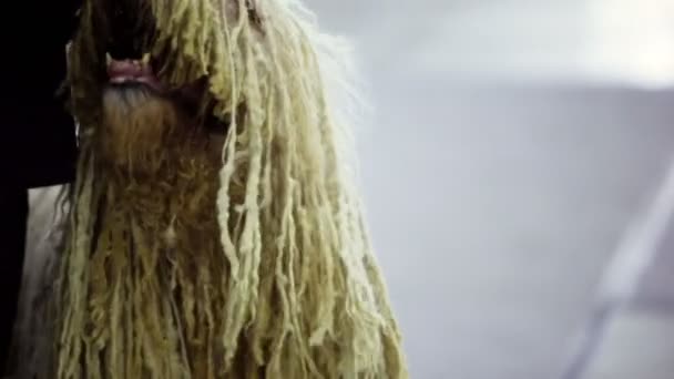 Propriétaire tapote chien de race komondor avec des boucles — Video