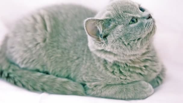Серый кот сидит и смотрит вокруг следует что-то — стоковое видео