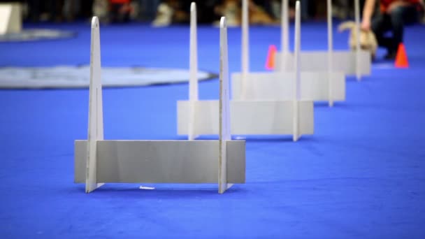 Hondje van Terriër RAS rennen en springen over barrières op agility competitie — Stockvideo