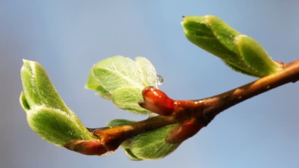 Nouvelles feuilles vertes sur la branche oscillante de l'arbre au printemps — Video