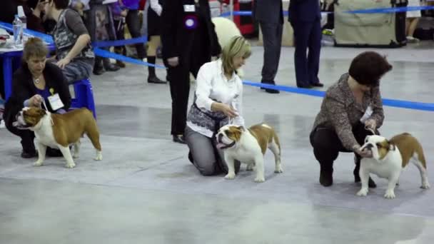 Några kvinnor med bulldogs på koppel på internationella rashundutställningen Visa Eurasien 2011 — Stockvideo