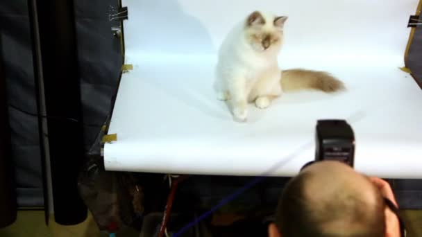 Fotografo lavoro con gatto su sfondo bianco in studio — Video Stock