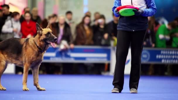 Fêmea mestre joga frisbee e seu cão de raça pastor caucasiano correr para pegá-lo — Vídeo de Stock