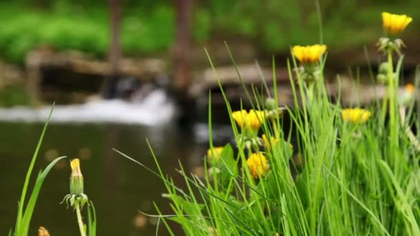 Кульбаби на зеленій траві, фокус на квітці на фоні водоспаду — стокове відео