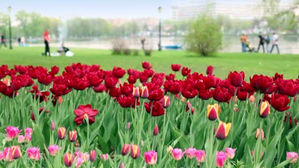 Mensen lopen in de buurt van de vijver in de stad, richt zich op flowerbed op de voorgrond — Stockvideo