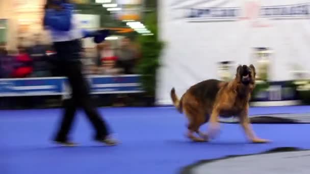 Mistr hází frisbee a její pes plemene Kavkazský ovčák běh, skok a chytit — Stock video