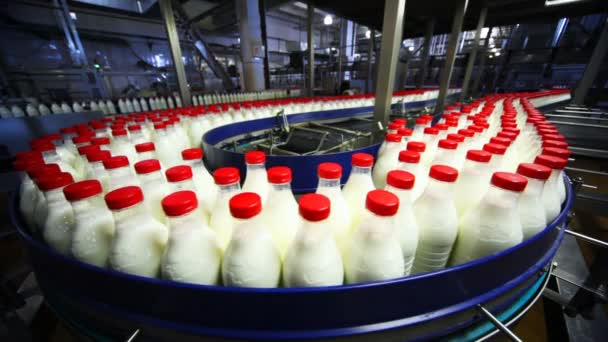 Birçok şişe süt fabrikasında geniş Konveyör bant taşıma — Stok video