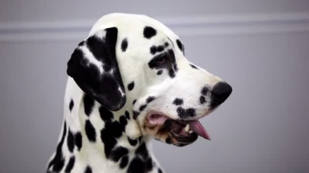 Cane di razza dalmata a bocca aperta e mostrare la lingua, poi rimetterlo a posto — Video Stock