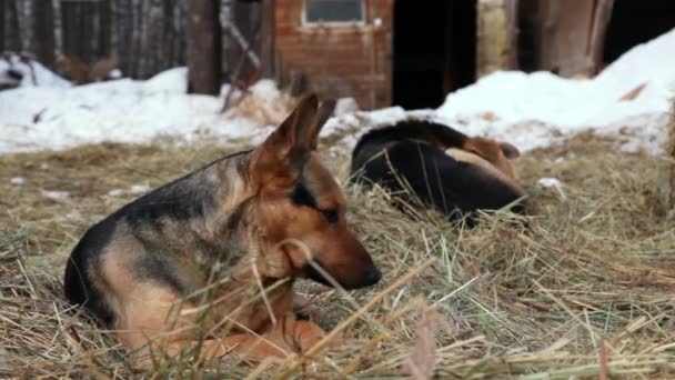 Two dogs lie on hay in snow — Stock Video