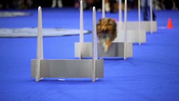 Petit chien de race Shelti courir et sauter par-dessus les barrières sur la concurrence d'agilité — Video