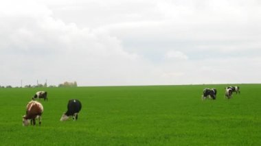 inek yeşil çayır sıyrılmak ve ot yemek