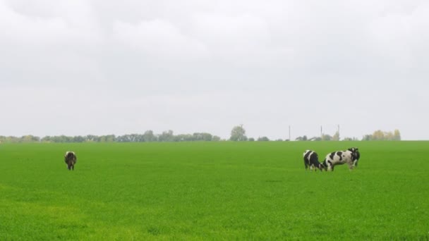 Cows walk on meadow and eat grass in afternoon also butt each other — Stock Video