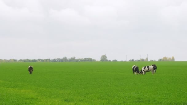 Cows walk on meadow and eat grass in afternoon also butt each other — Stock Footage Cows walk on meadow and eat grass in afternoon also butt each other Stock Footage