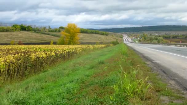 Tournesols poussent le long de la route sur laquelle les voitures vont — Video